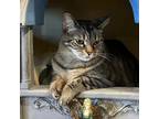 Adopt Stella a Brown Tabby Domestic Shorthair (short coat) cat in St.