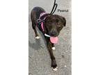 Adopt Peanut a American Pit Bull Terrier / Labrador Retriever / Mixed dog in St.