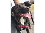 Adopt Presley a American Pit Bull Terrier / Labrador Retriever / Mixed dog in
