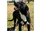 Adopt Pippa a American Pit Bull Terrier / Labrador Retriever / Mixed dog in St.