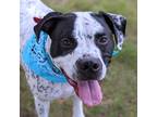 Adopt Spot a White - with Tan, Yellow or Fawn English Pointer / American Pit