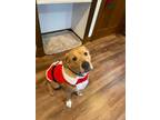 Adopt Rossco a Red/Golden/Orange/Chestnut Labrador Retriever / Pit Bull Terrier