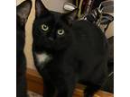 Adopt Dot a All Black Domestic Shorthair / Mixed cat in Fresno, CA (37581405)