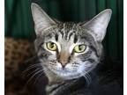Adopt Foxy a Brown Tabby Domestic Shorthair / Mixed (short coat) cat in Newport