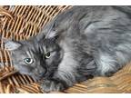 Adopt Piper a Gray or Blue Domestic Longhair / Mixed (long coat) cat in Newport