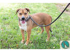 Adopt Ritz a Brown/Chocolate American Pit Bull Terrier / Mixed dog in