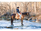 Fancy Grulla Quarter Horse Gelding, Check Cattle, Trail Ride