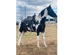 Double Registered Youth Trail & Show Mare