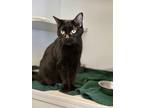 Adopt Mommy a All Black Domestic Shorthair / Domestic Shorthair / Mixed cat in