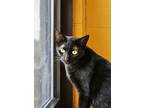 Adopt Joy a All Black Domestic Shorthair / Mixed Breed (Medium) / Mixed (short