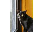 Adopt Joy a All Black Domestic Shorthair / Domestic Shorthair / Mixed cat in