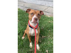 Adopt Toni a Brown/Chocolate Mixed Breed (Medium) / Mixed dog in Cincinnati