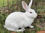 Adopt Henrietta (Huxley) a White Florida White / Mixed rabbit in Holiday