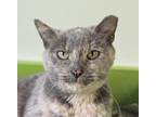 Adopt Zillow a Gray or Blue Domestic Shorthair / Domestic Shorthair / Mixed cat