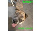 Adopt BANDIT a Brindle Dutch Shepherd / Mastiff / Mixed dog in Jerome