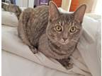 Adopt Monica a Gray, Blue or Silver Tabby Domestic Shorthair (short coat) cat in