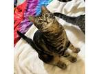 Adopt Merryweather a Brown Tabby Domestic Shorthair (short coat) cat in