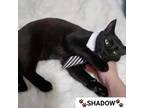 Adopt SHADOW a All Black Domestic Shorthair (short coat) cat in Bridgewater