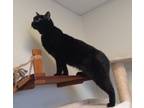 Adopt Romeo a All Black Domestic Shorthair / Domestic Shorthair / Mixed cat in