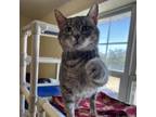 Adopt Arda a Gray or Blue Domestic Shorthair / Mixed cat in Springfield