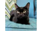Adopt Winkie a All Black Domestic Shorthair / Mixed cat in Huntsville