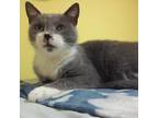Adopt Thunder a Gray or Blue Domestic Shorthair / Mixed cat in Monroe