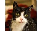 Adopt Henry Wilson - Foster a All Black Domestic Shorthair / Mixed cat in