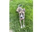 Adopt Ivy a Brindle - with White Australian Cattle Dog / Mixed dog in Lake