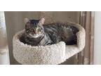 Adopt Tigger bonded with Whitey a Gray, Blue or Silver Tabby Domestic Shorthair