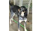 Adopt Boone a Black - with Gray or Silver Bluetick Coonhound / Mixed dog in