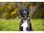 Adopt Bronx a Black Labrador Retriever / American Pit Bull Terrier / Mixed dog