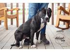 Adopt Adonis a Black - with White American Staffordshire Terrier / Mixed dog in