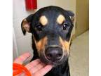 Adopt Lenny a Black - with Brown, Red, Golden, Orange or Chestnut Doberman