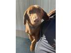Adopt Jack a Brown/Chocolate Dachshund dog in Whiteville, NC (37585774)