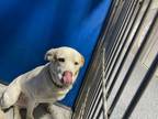 Adopt Legend a Tan/Yellow/Fawn Labrador Retriever dog in Whiteville