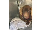 Adopt Jane a Brown/Chocolate Dachshund dog in Whiteville, NC (37585778)