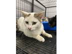 Adopt Sophie a White Domestic Shorthair cat in Whiteville, NC (37585779)