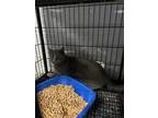 Adopt Mufasa a Gray or Blue Domestic Shorthair cat in Whiteville, NC (37585780)