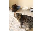 Adopt PINKLEI! a Brown Tabby Domestic Shorthair (short coat) cat in Owenboro