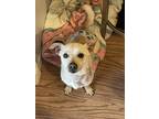 Adopt Snickers a Tan/Yellow/Fawn Chiweenie / Mixed dog in West Richland