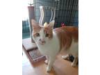 Adopt Harley a Orange or Red (Mostly) American Shorthair (short coat) cat in