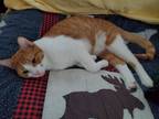 Adopt Nacho a Orange or Red (Mostly) Domestic Shorthair (short coat) cat in Port