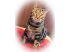 Adopt Don a Tiger Striped American Shorthair (short coat) cat in Idyllwild
