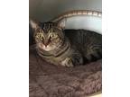 Adopt Phil a Tiger Striped American Shorthair (short coat) cat in Idyllwild