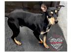 Adopt Bella a Black - with Tan, Yellow or Fawn Doberman Pinscher / Mixed dog in
