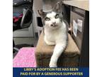 Adopt Libby a Gray or Blue Domestic Shorthair / Mixed cat in Westhampton