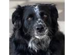 Adopt Dunn a Black - with White Collie / Mixed Breed (Medium) / Mixed dog in