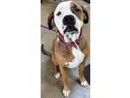 Adopt Antonius a Brown/Chocolate Boxer / Mixed dog in LaHarpe, KS (37745083)