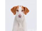 Adopt Sparky a Red/Golden/Orange/Chestnut - with White Treeing Walker Coonhound