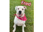 Adopt Fred a White Boxer / Mixed dog in Louisville, OH (32674921)